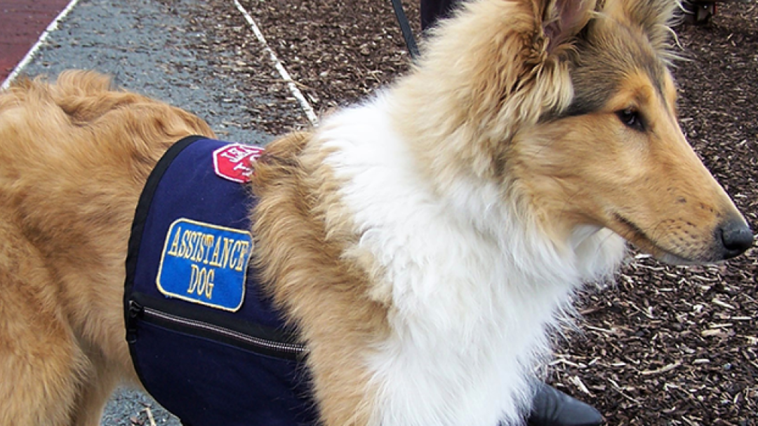 Terapia canina para autismo Purina® Terapia canina para autismo Purina®